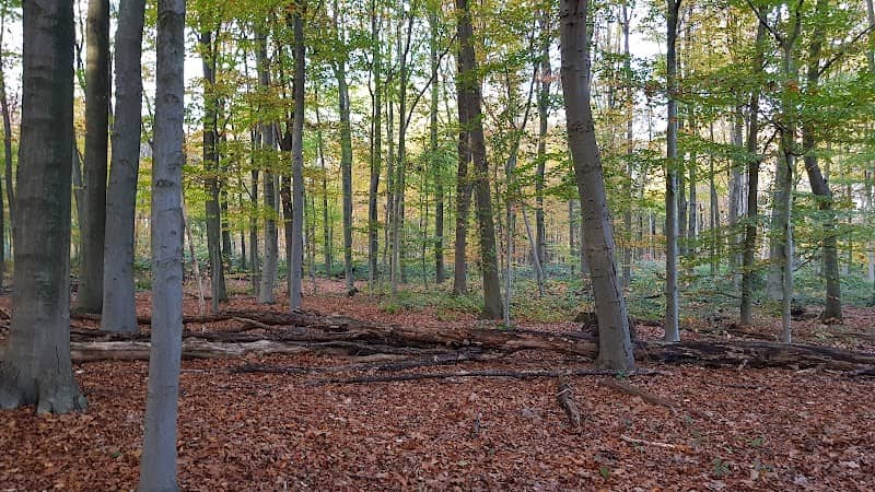 Lohwald - Image 2