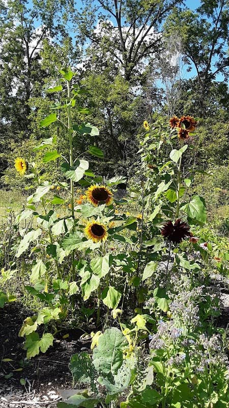 Mason Community Garden - Image 2