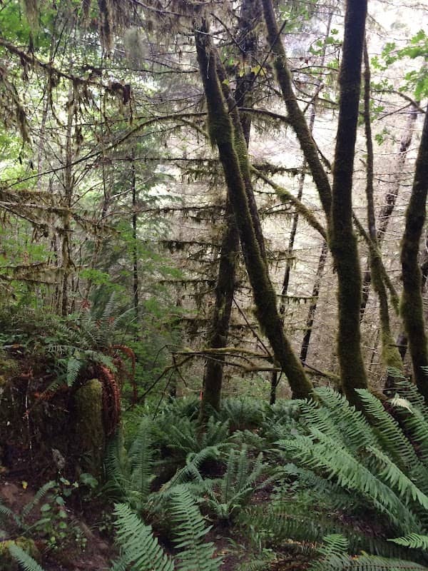 Devil's Staircase Wilderness - Image 2
