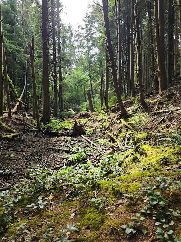 Agnes Creek Open Space - Image 1