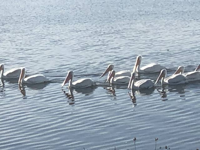 Lake Manawa - Image 1