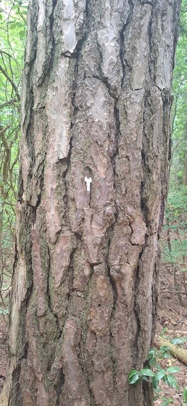 La chiave del Albero - Image 1