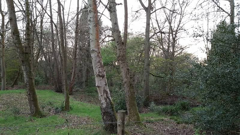 Windlesham Arboretum - Image 1