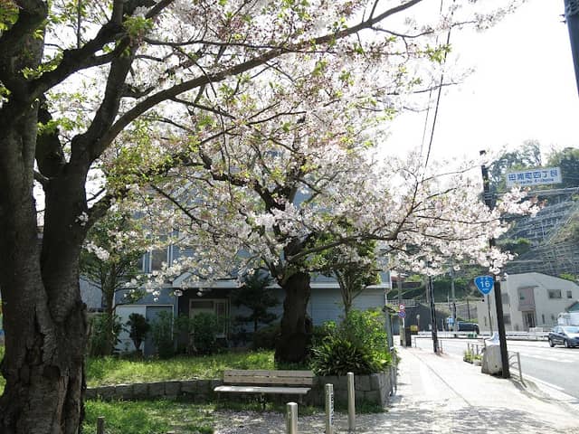 Taura Park - Image 2