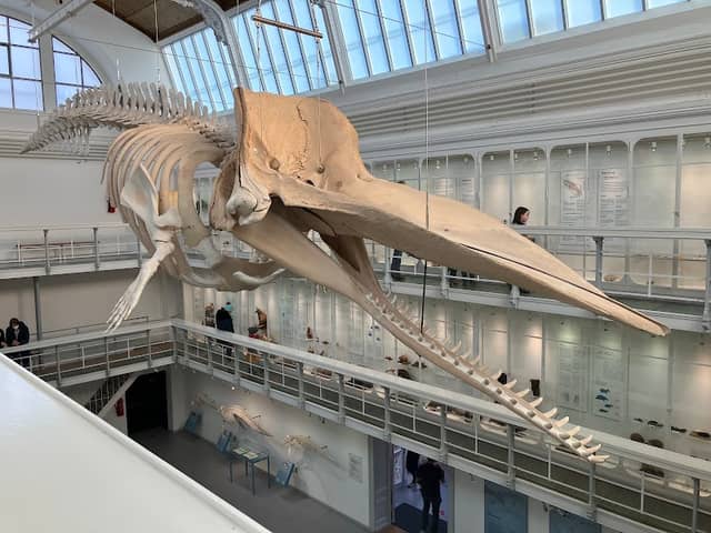 Zoological Museum of Kiel University - Image 2