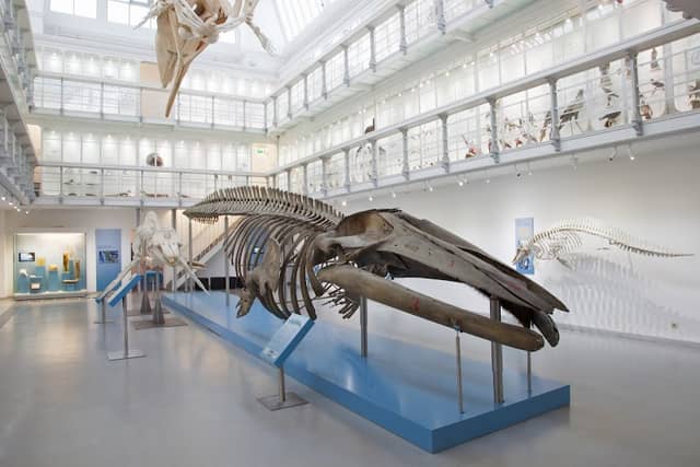Zoological Museum of Kiel University - Image 3