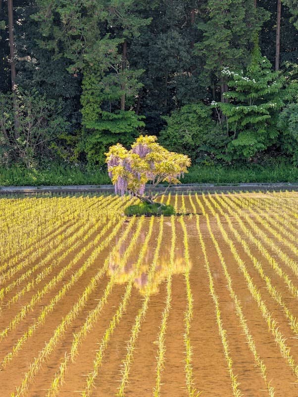 一本藤 - Image 1