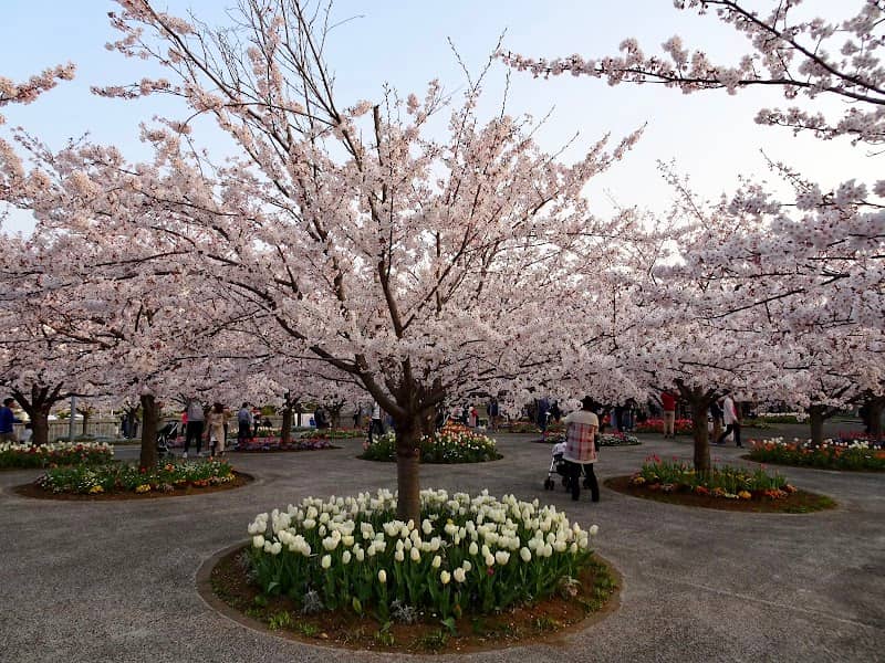 Sakura Garden - Image 1