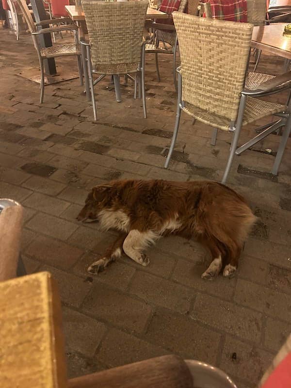 Brown dog Tobby - Image 1