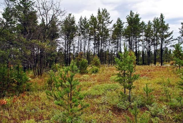 Bauer-Brockway Barrens State Natural Area - Image 1