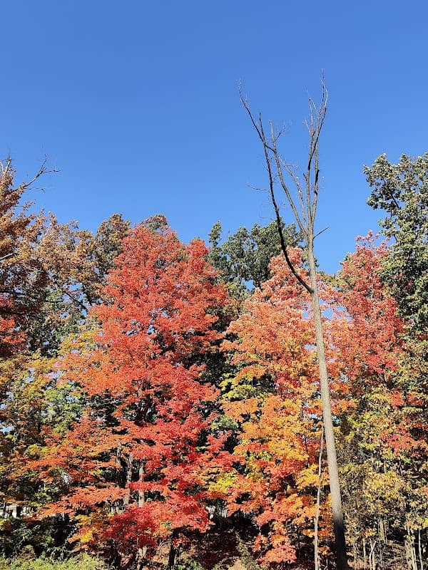 Snow Road Picnic Area, ford bridge - Image 2