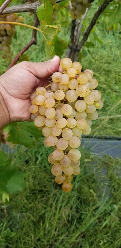 Dover Vineyards - Image 2