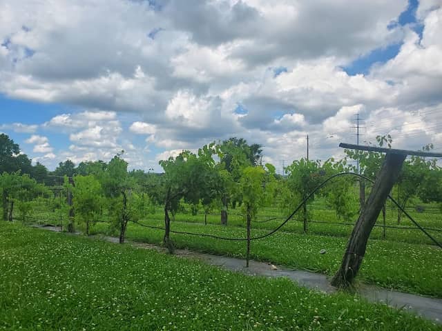 Dover Vineyards - Image 1
