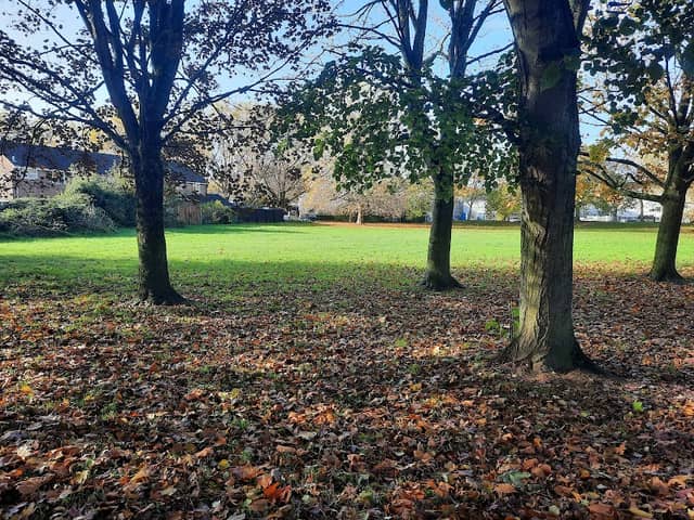 Whyte's Woods - Image 2