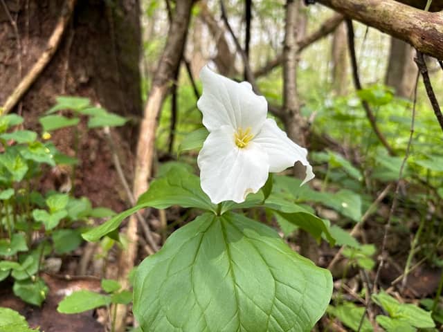 Hildebrand Lake Nature Preserve - Image 2