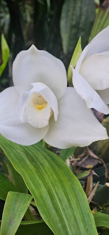 Archilarum (Estación Experimental de Orquídeas) - Image 3