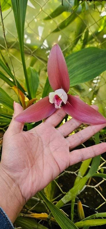 Archilarum (Estación Experimental de Orquídeas) - Image 2