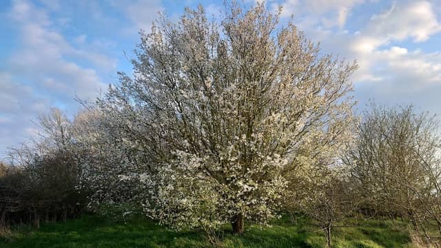 Canvey Heights Country Park - Image 2