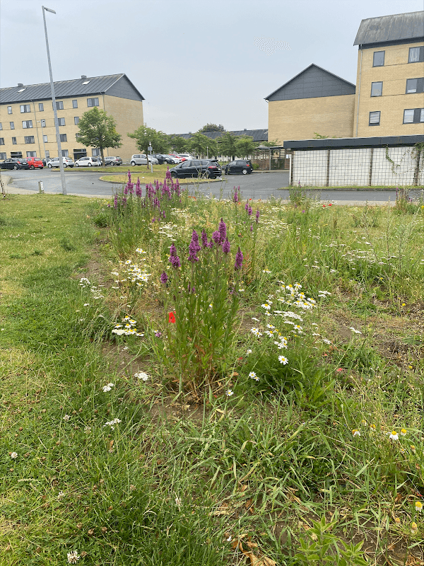 Oplevelses- og læringshaven med biodiversitet - Image 2