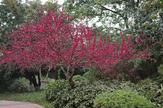 Shahe Park - Image 1