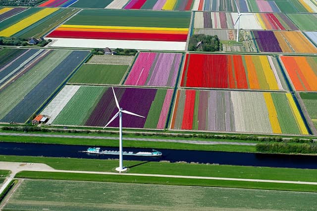 Tulip fields - Image 1