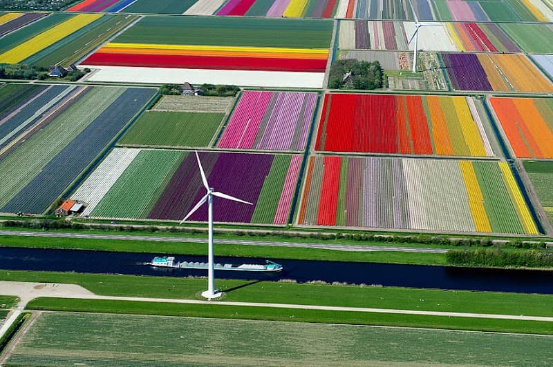 Tulip fields - Image 1