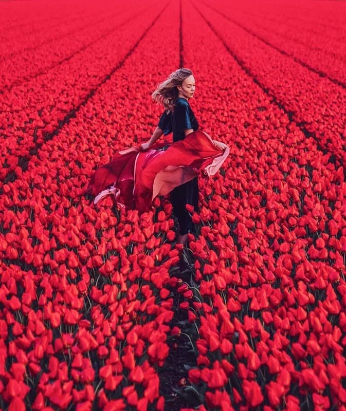 Tulip fields - Image 3