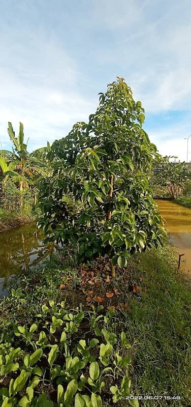 Petik jambu Cristal - Image 1