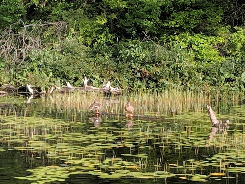 Hermit Lake - Image 2