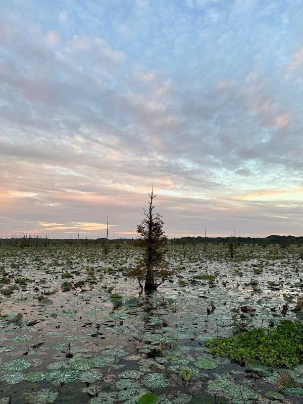 Black Bayou - Image 2
