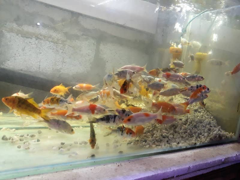 Oligo Fish Paradise - Image 2
