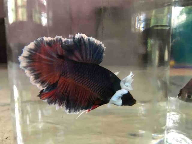 Oligo Fish Paradise - Image 1
