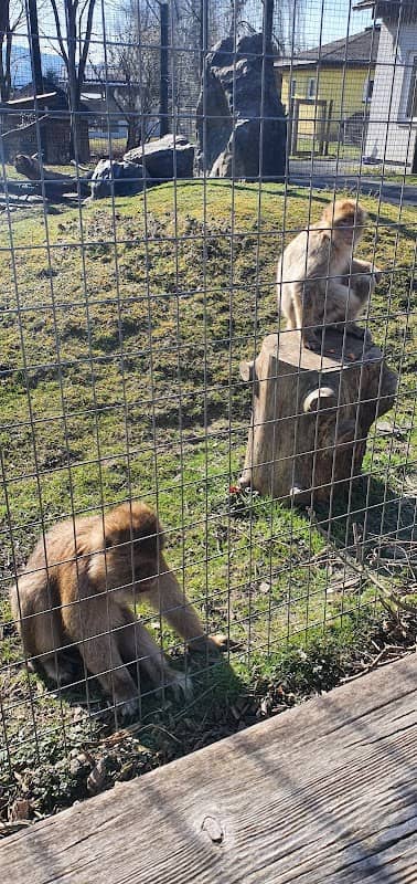 Animal wild u. Game Park Preding - Image 2