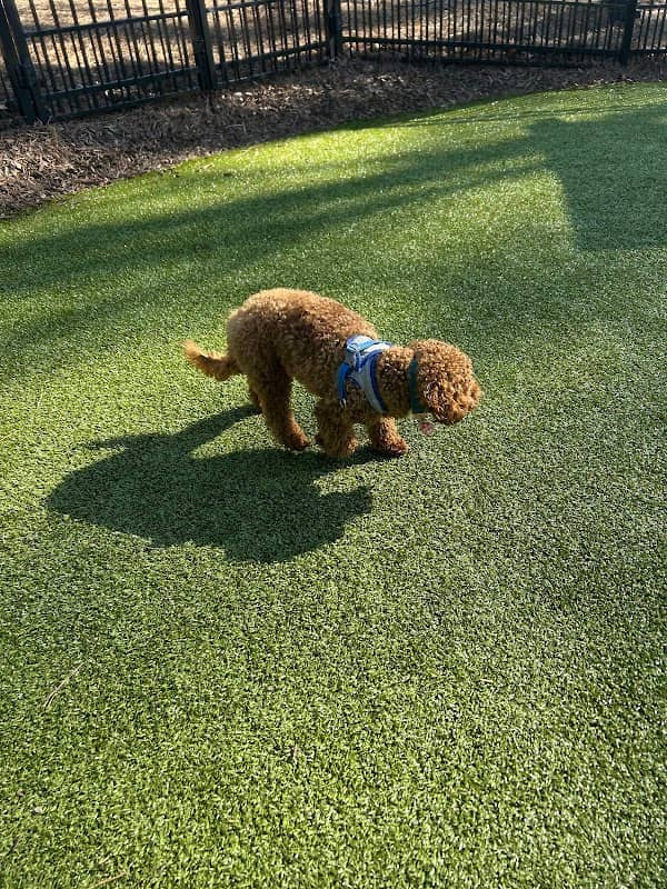 Town Center Dog Park - Image 1