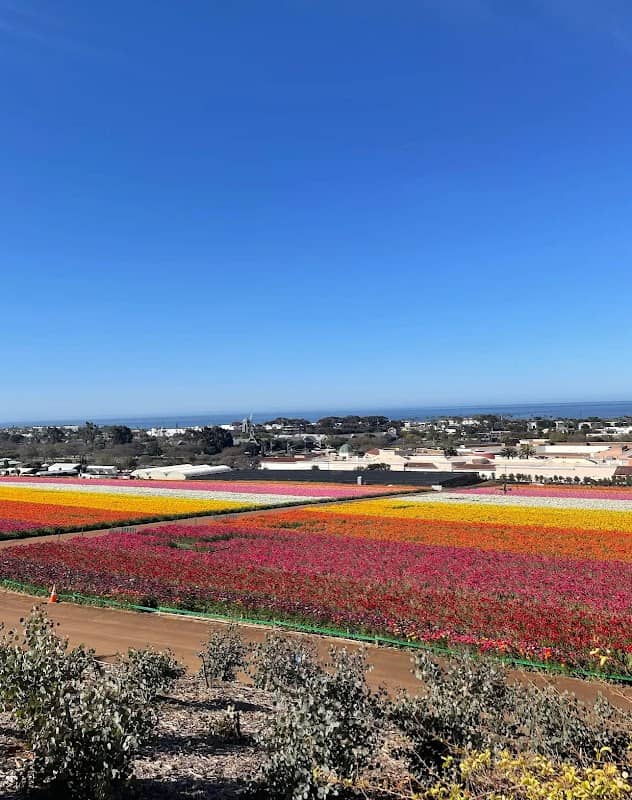 Flower Field Observation Deck - Image 2