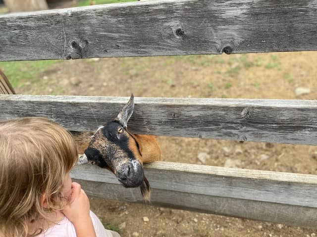 Heritage Farm Petting Zoo Center - Image 1