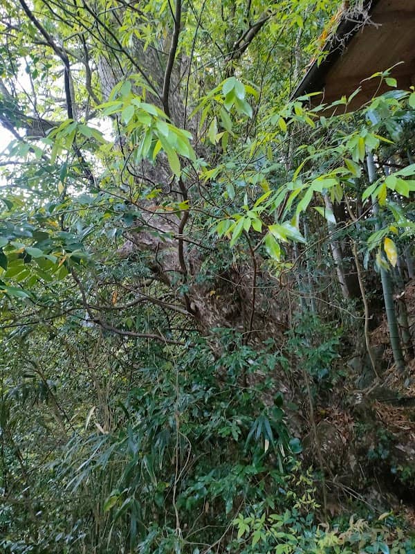 鹿子の木 - Image 2
