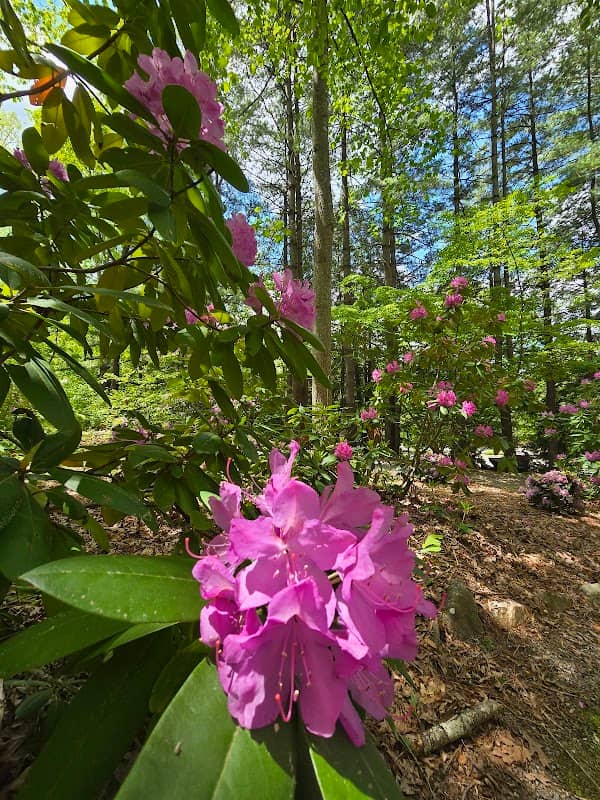 Rhododendron Garden - Image 1
