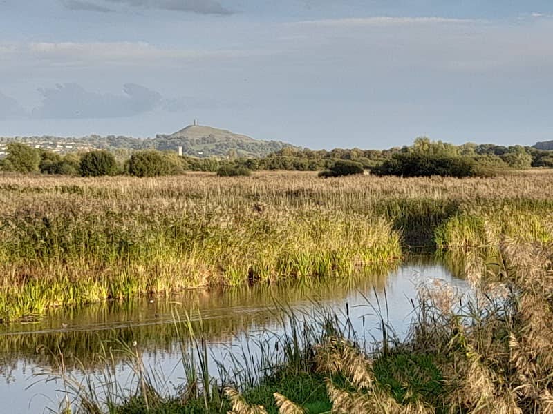 Avalon Hide - Image 1