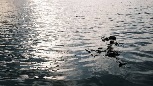 Danau Siombak - Image 1