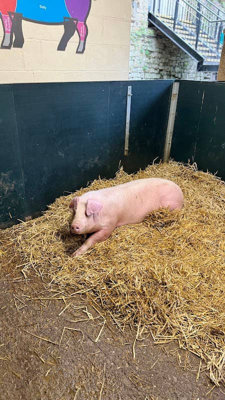 Chatsworth Farmyard & Adventure Playground - Image 2