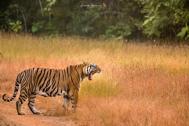 Jungle Safari Getaway - Image 2
