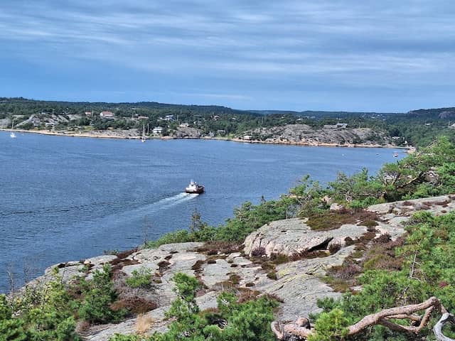 Blåsopp - Image 1