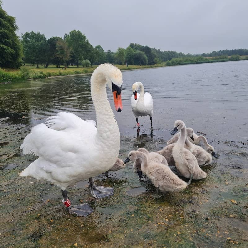 Hetton Lyons Country Park - Image 2