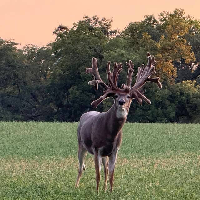 X Factor Whitetails - Image 1