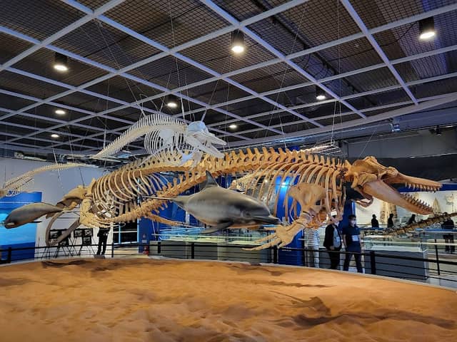 Jangsaengpo Whale Museum - Image 1
