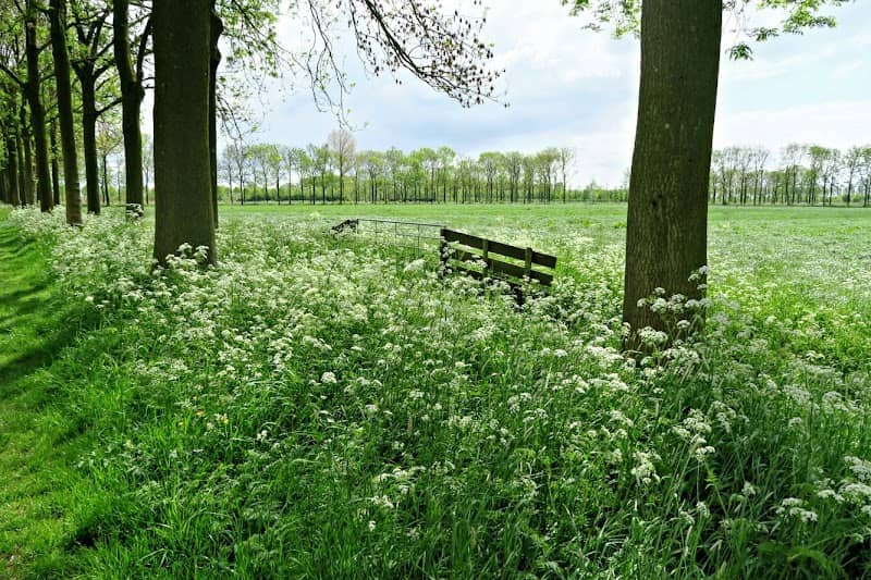 Het rondeel - Image 1