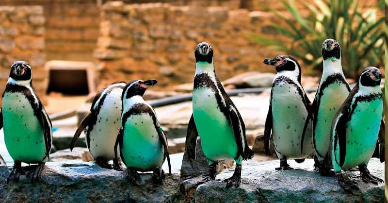 Birdworld - Image 2