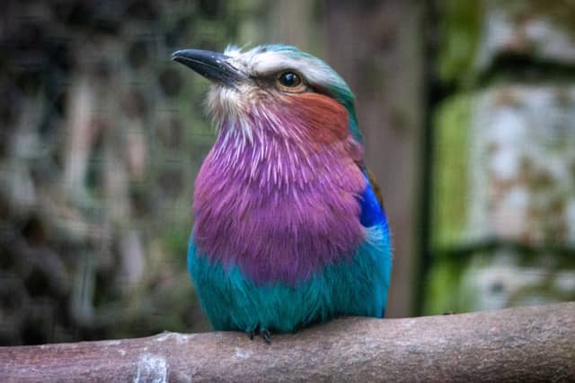 Birdworld - Image 1