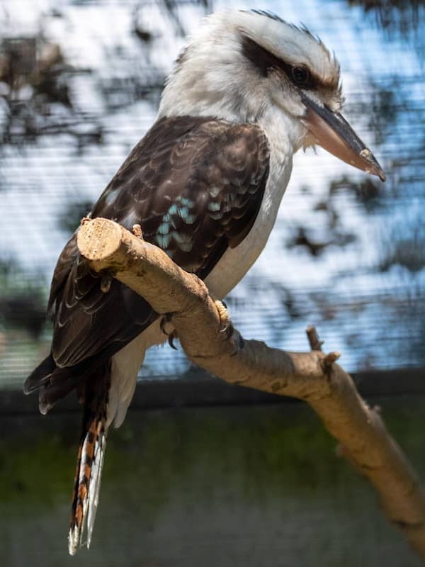 Birdworld - Image 3